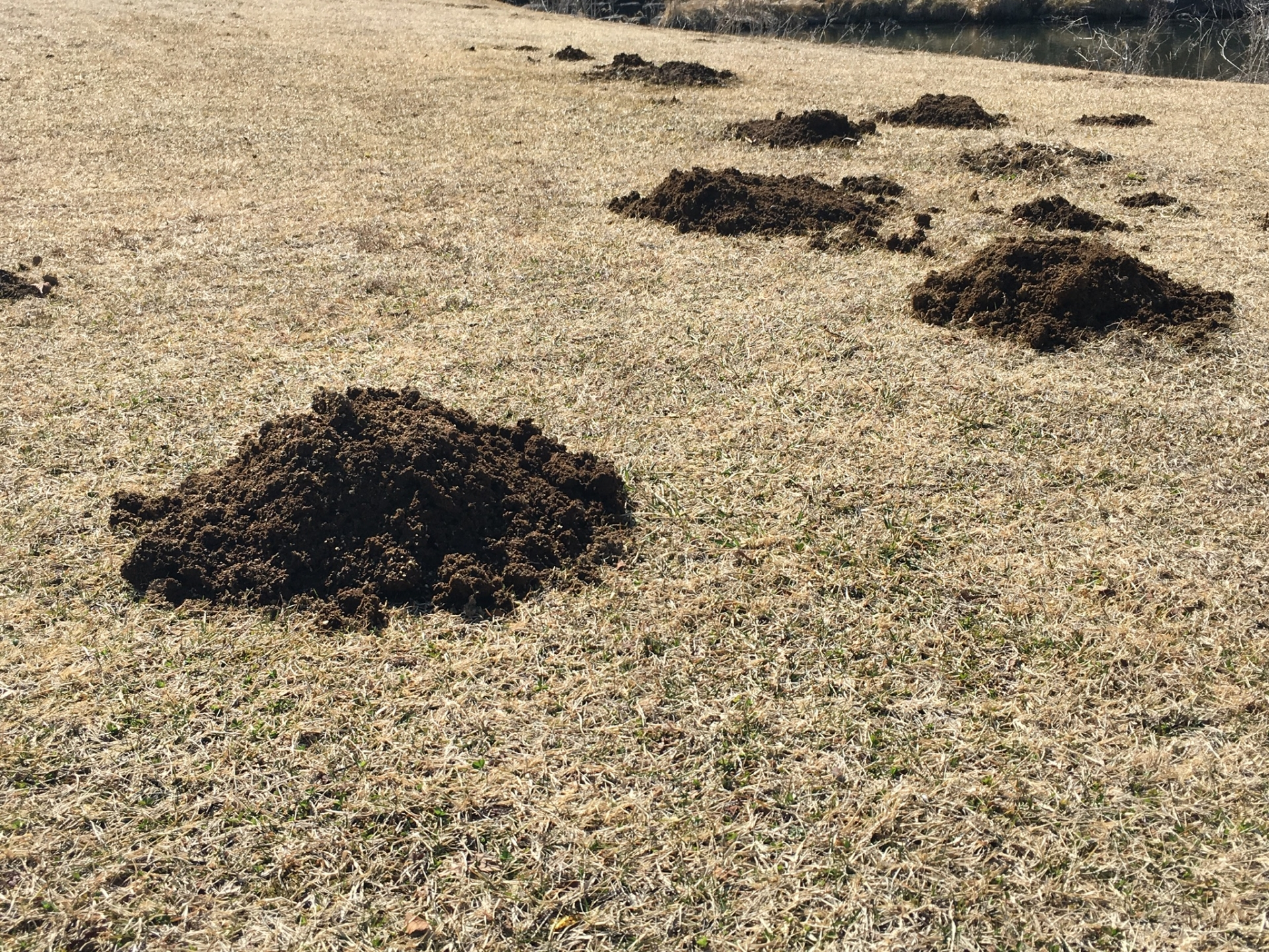もぐらの穴対策